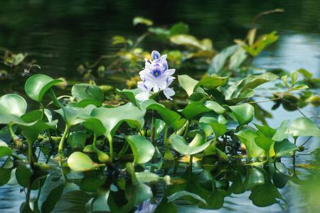 800px-Water_hyacinth